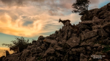 Flora y fauna del Torcal