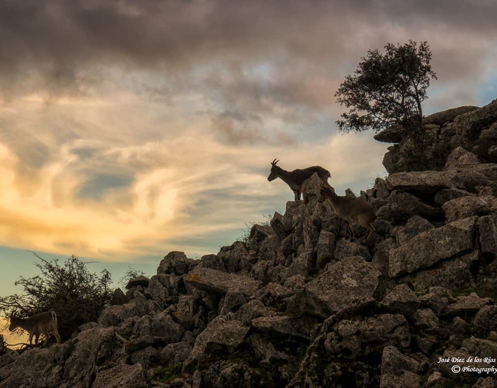 Flora y fauna del Torcal